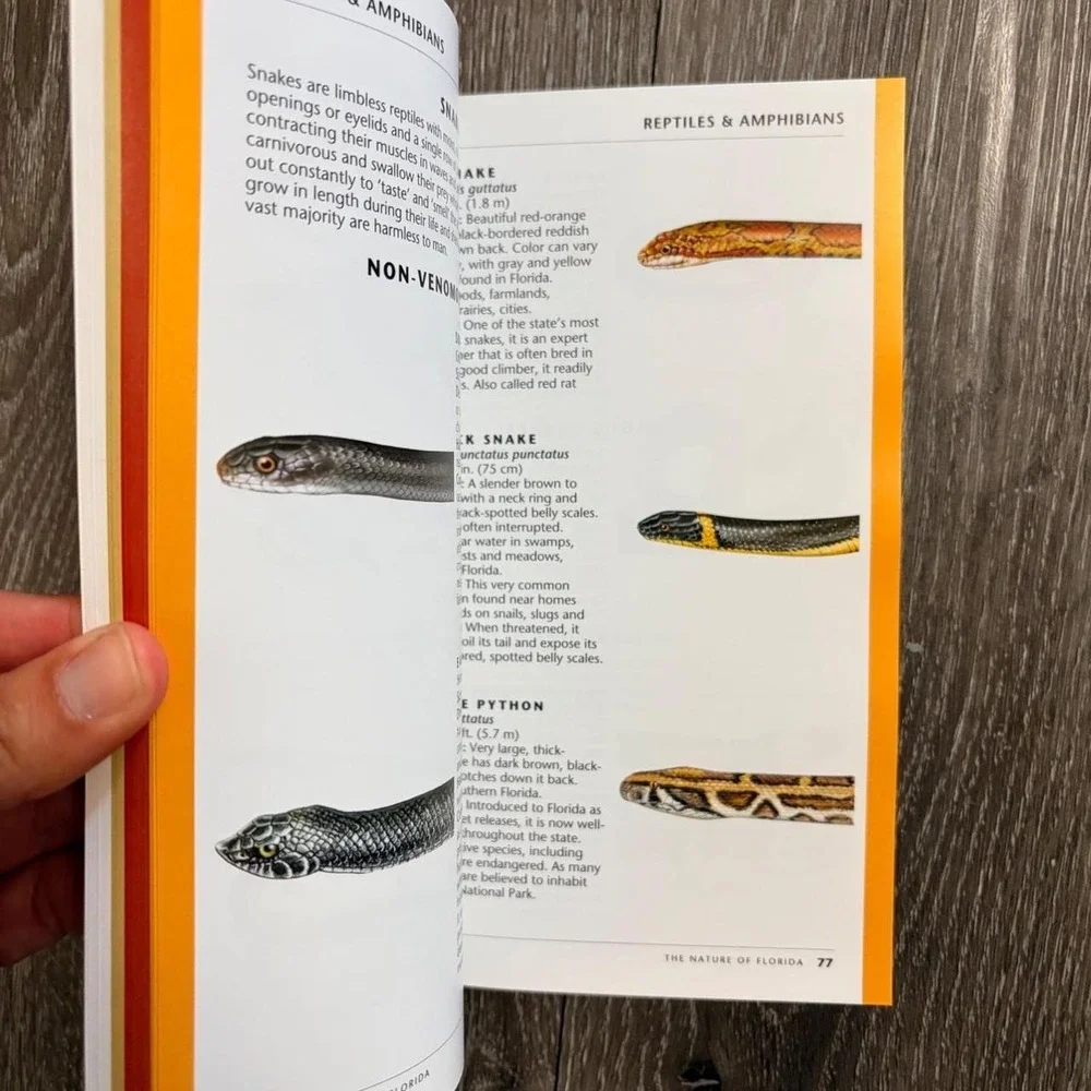 The Nature of Florida Waterford Press Field Guide Wildlife Plants Illustrations